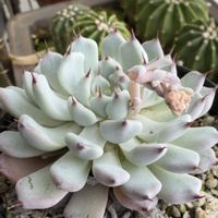 エケベリア,銘月,温室,+安曇野の画像