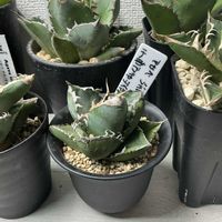 アガベ,アガベ チタノタ SAD,多肉植物の画像