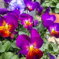 パンジー,ビオラ,癒される,花のある暮らし,楽しい時間の画像