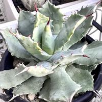 アガベ王妃雷神,アガベ王妃雷神,多肉植物,多肉多肉多肉,アガベ属の画像