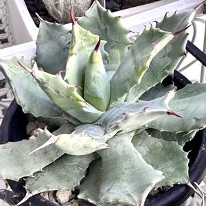 アガベ王妃雷神,アガベ王妃雷神,多肉植物,多肉多肉多肉,アガベ属の画像
