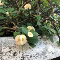 ハナキリンの画像