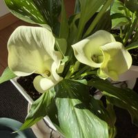 カラー,鉢植え,白い花,素敵,カッコ良いの画像