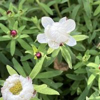 花かんざし,いいねをありがとうございます¨̮♡︎,夢ちゃんの花壇,落雪で傷ついたクリスマスローズ,庭の画像