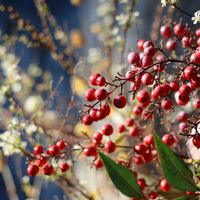 サクラ,ナンテン,花のある暮らし,緑のある暮らし,群馬県の画像