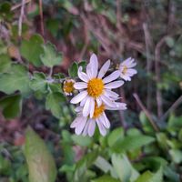 サトイモ科,ムサシアブミ,杉林,？,サツマノギクの画像