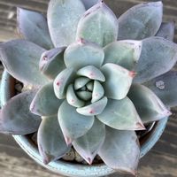 紅葉,エケベリア,ブラックサバス,多肉植物,記録の画像