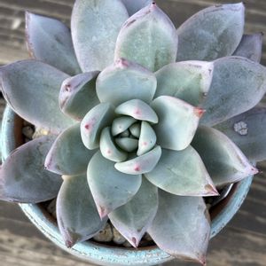 紅葉,エケベリア,ブラックサバス,多肉植物,記録の画像