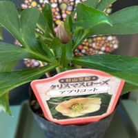 クリスマスローズ,クリスマスローズ,ガーデニング,GSに感謝。,繋がりに感謝✨の画像