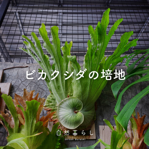 観葉植物,植物のある暮らし,自然のある暮らし,観葉植物のある暮らし,自然暮らしの画像