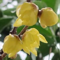 小さな庭の画像