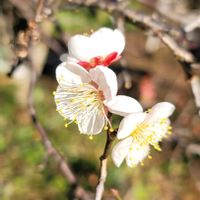 ウメ,紅梅,梅(うめ),畑の画像