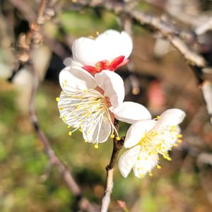 ウメ,紅梅,梅(うめ),畑の画像