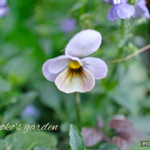 万葉菫 おぼろ月,寄せ植え,ガーデニング,ナチュラルガーデン,マイガーデンの画像