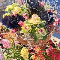 イベリス,エリカ,スカビオサ,ストック,ストックの画像