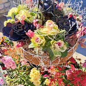 イベリス,エリカ,スカビオサ,ストック,ストックの画像