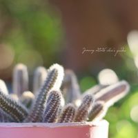 クリスマスローズ,白檀,ロイヤルサンセット,多肉植物。,クレマチス・フォンドメモリーズの画像