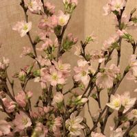 啓翁桜,桜の枝,桜 啓翁桜 ケイオウザクラ,切り花,さくら 桜 サクラの画像