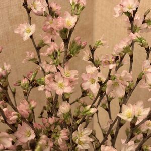 啓翁桜,桜の枝,桜 啓翁桜 ケイオウザクラ,切り花,さくら 桜 サクラの画像