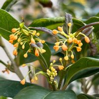 金木犀,四季咲き 金木犀の画像