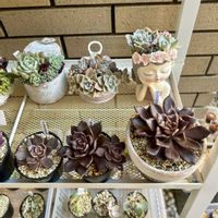 沙羅姫牡丹,ブラックローズ,ブラックスワン,ブラックマディバ,多肉植物の画像