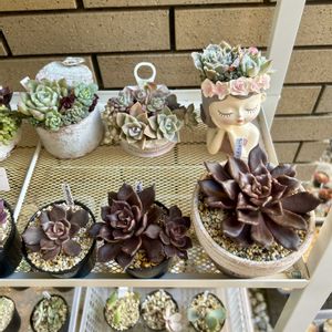 沙羅姫牡丹,ブラックローズ,ブラックスワン,ブラックマディバ,多肉植物の画像