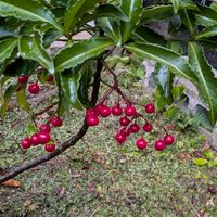 万両,可愛い〜♡,赤い実が可愛い,ちいさな幸せ♡,MIN倶楽部の画像