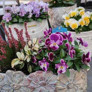 ビオラヌーヴェルヴァーグ,ビオラヌーヴェルヴァーグ,ビオラヌーヴェルヴァーグ,ビオラヌーヴェルヴァーグ,寄せ植えの画像