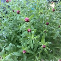 花かんざし,その他部屋の画像