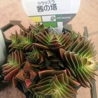 セダム,茜の塔,リベンジ,お迎え多肉,嬉しいことの画像