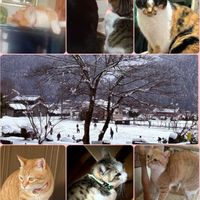 メロン,茶々,みかん,むぎ,トラとみかん♡の画像