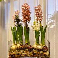 原種チューリップ,原種チューリップ　サマンサ,ヒヤシンス水耕栽培,GSに感謝。,ヒヤシンス水栽培の画像