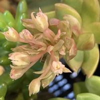 カランコエ,オウレイ,月の王子の画像