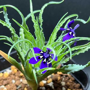 ラペイロージア・オレオゲナ,多肉植物,かわいい,ハオルチア属,多肉植物 エケベリアの画像