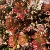 乙女心,レティジア, ブロンズ姫,にじのたま,ステキ☆の画像