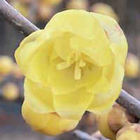 ロウバイ,ロウバイ,ソシンロウバイ(素心蝋梅),ソシンロウバイ(素心蝋梅),公園の画像