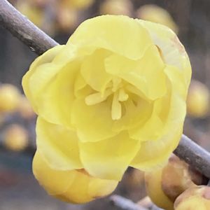 ロウバイ,ロウバイ,ソシンロウバイ(素心蝋梅),ソシンロウバイ(素心蝋梅),公園の画像