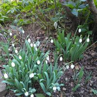 スノードロップ,地植え,球根植物,マイガーデン,可愛い〜♡の画像