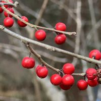 ウメモドキ,ウメモドキ,カラスウリ,スギ,マンリョウの画像