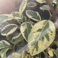 フランスゴムの木,フィカス属,斑入りフランスゴムの木,ちっちゃいものクラブ,みどりのまとめ 作ったよの画像