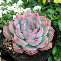  シルエット,多肉植物,エケベリア属,多肉植物のある暮らし,紅葉多肉の画像