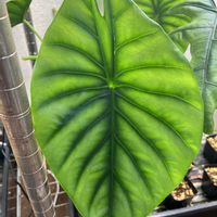 アロカシア,アロカシア・クリペオラタ,観葉植物,アロイドの画像