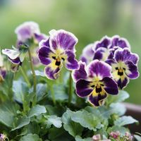 ビオラ,ヌーヴェル・ヴァーグ,花のある暮らし,ビオラの季節,大好きビオラの画像