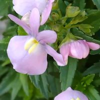 ネメシアの画像