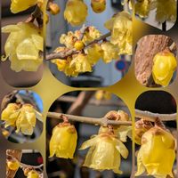 アリッサム,スイセン,バラ,ユリオプスデージー,ロウバイの画像