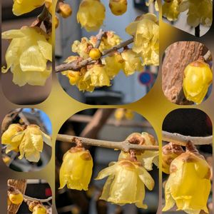 アリッサム,スイセン,バラ,ユリオプスデージー,ロウバイの画像