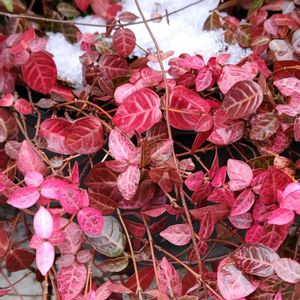 鉢植え,地植え,我が家の庭,カラフルな葉っぱ,ハツユキカズラ（初雪葛）の画像