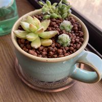 多肉植物の寄植え,多肉植物の寄植え,ピーチネックレス,銀手毬,銀手毬の画像