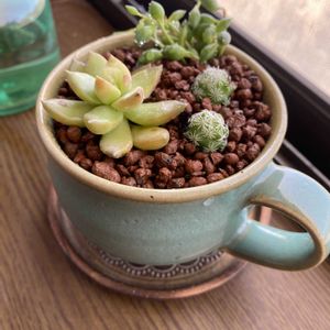 多肉植物の寄植え,多肉植物の寄植え,ピーチネックレス,銀手毬,銀手毬の画像