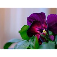 ビオラ,広い庭の画像